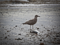 удачная находка