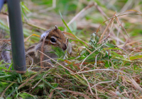 про разведчегов