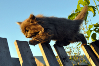 Юный эквилибрист