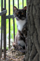 Булгаковский..