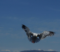 Чайка: а я сегодня как Орлан!