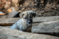 эх жисть моя - жестянка...