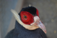 Птичка невеличка