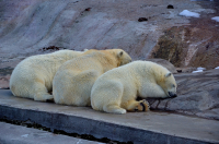 Спят усталые медведи=)