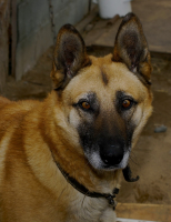 собака зрачкивкучусобирака))