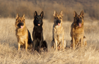 друзья человечества