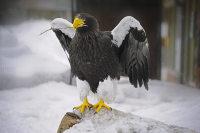 белоплечий орлан