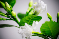 цветение грейпфрута