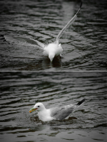 охота за икрой