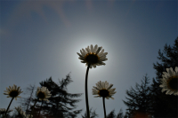 Святая ромашка.