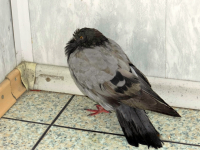 голубь замерз...