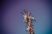 I'll do everything for you